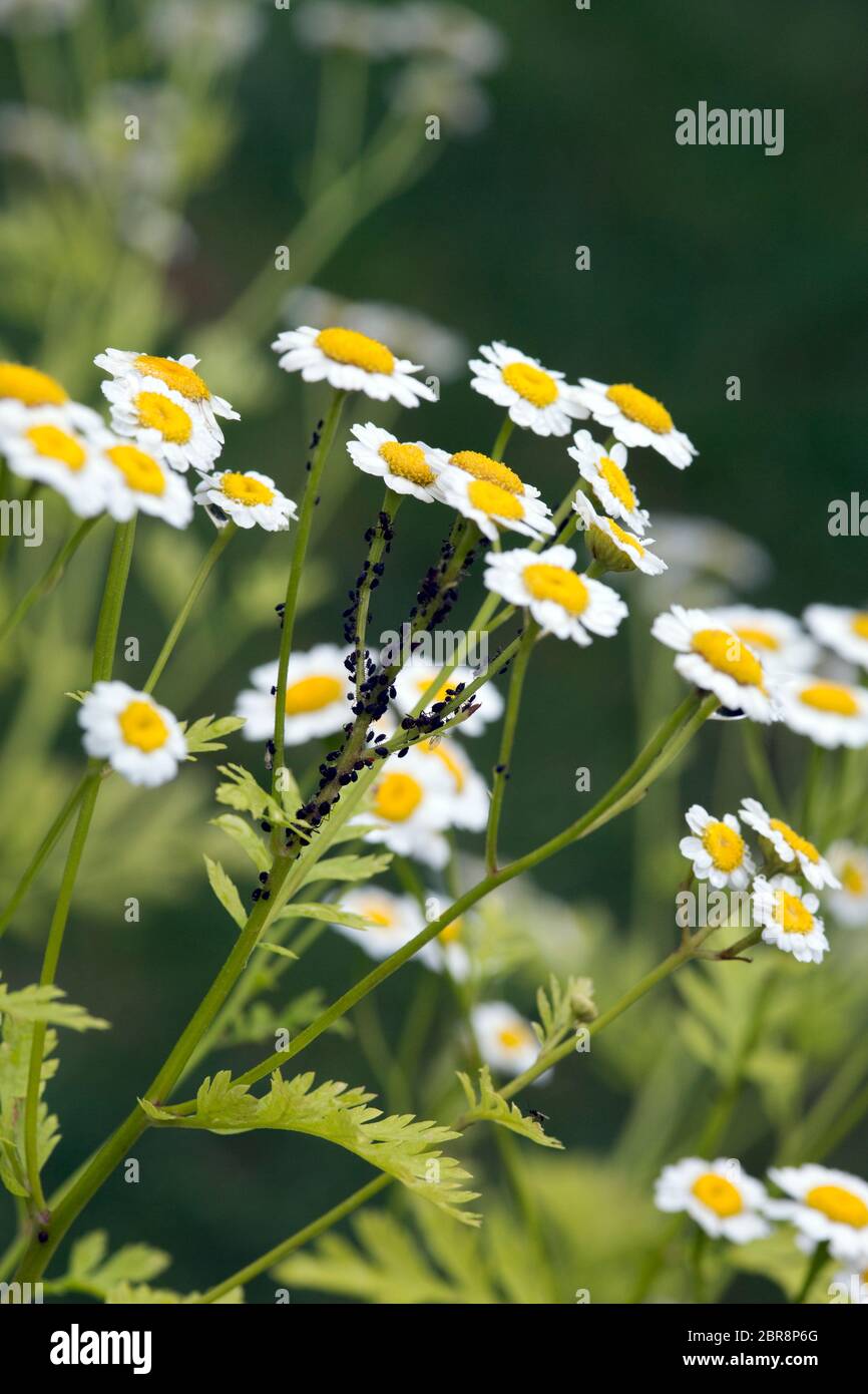 Mutterkraut (Tanacetum parthenium, Syn. Chrysanthemum parthenium ), weitere Trivialnamen Zierkamille Falsche sind und Kamille, Fieberkraut Banque D'Images