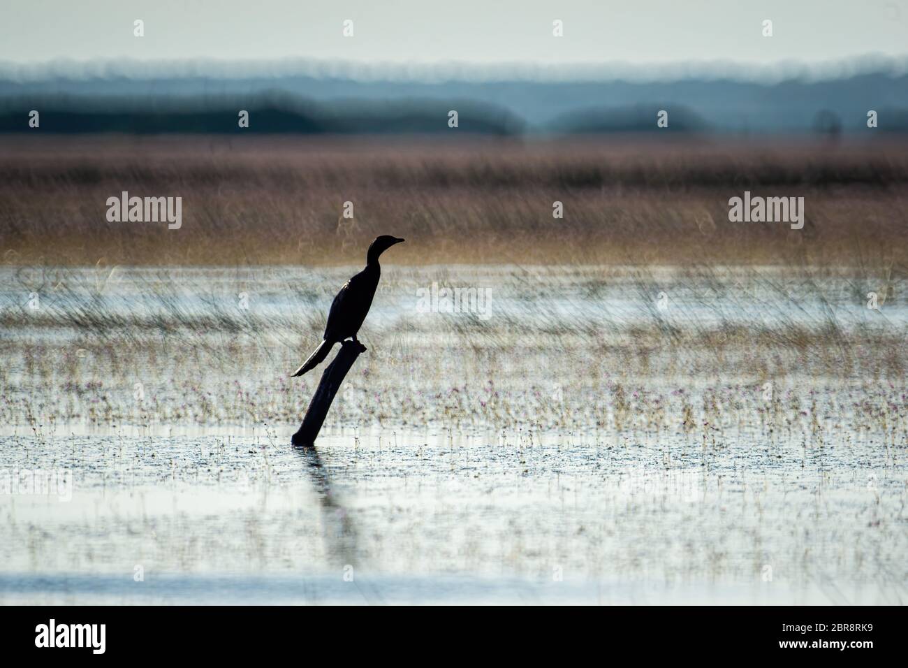 Les oiseaux vivent et nagent dans les lacs d'eau douce, les oiseaux locaux dans les zones humides du monde (site de Ramsa). Banque D'Images