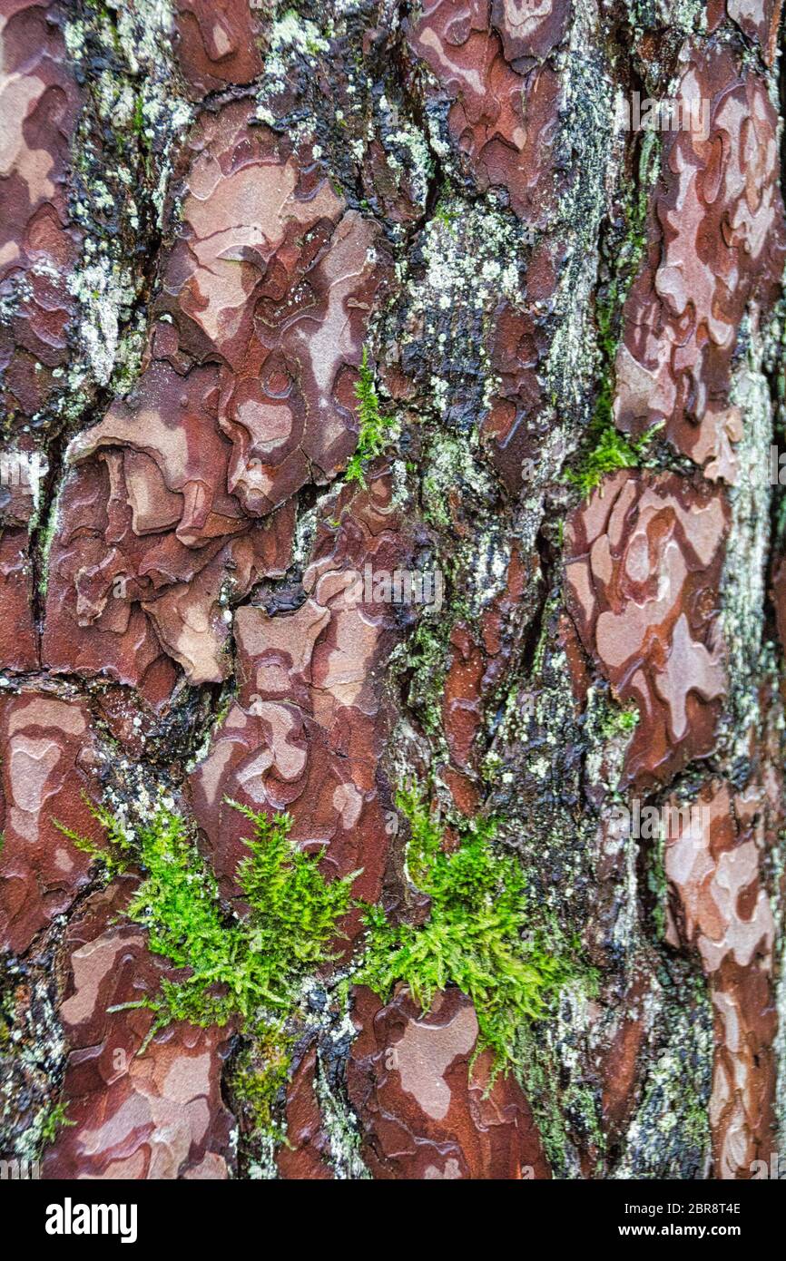 Barkscape est un arbre de l'écorce du montrant un paysage stylisé Banque D'Images