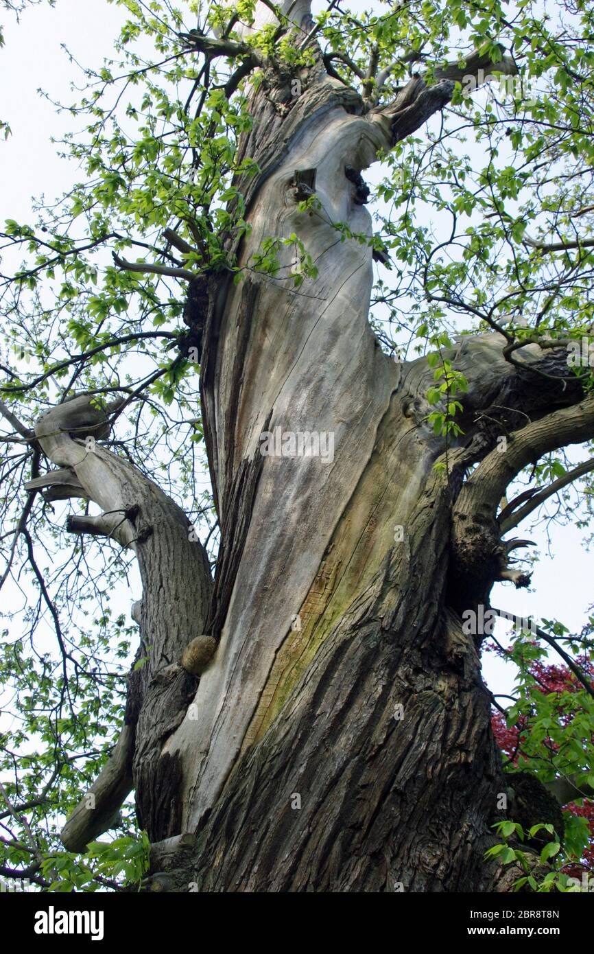 Vieux et ronflé vétéran doux châtaigne (Castanea sativa) arbre avec l'écorce manquante sur le tronc et les branches. Montre la façon caractéristique de la torsion d'écorce Banque D'Images