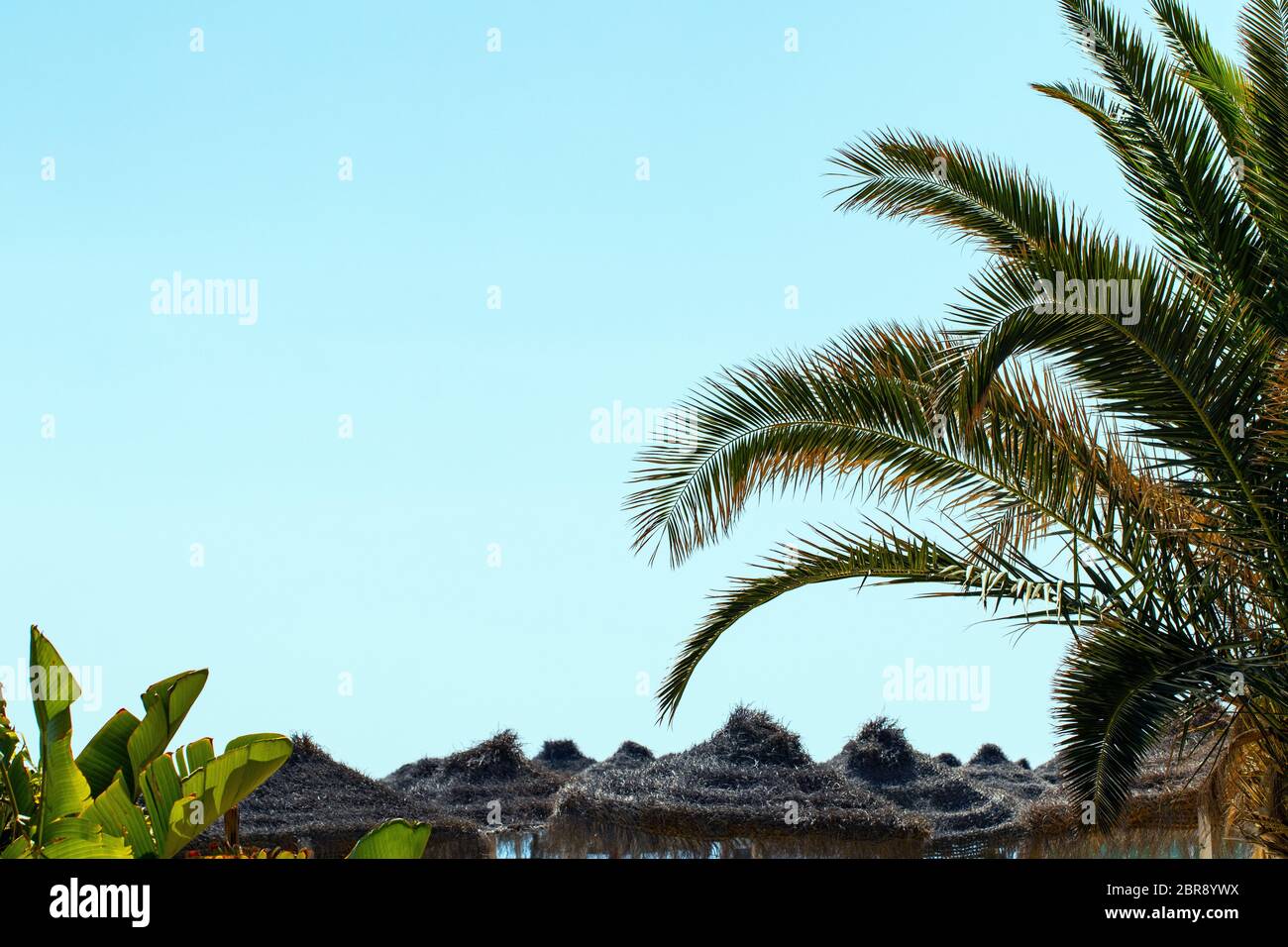 Arrière-plan de l'été Tropical. Des parasols de paille et de feuilles de palmier vert à la lumière du soleil sur la plage contre un ciel bleu clair. Été plage piscine concept avec Banque D'Images