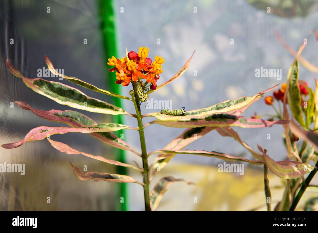 Chenilles de papillon monarque (Danaus plexippus) sur une plante de lamped à Irvine Sud de la Californie ; Etats-Unis Banque D'Images