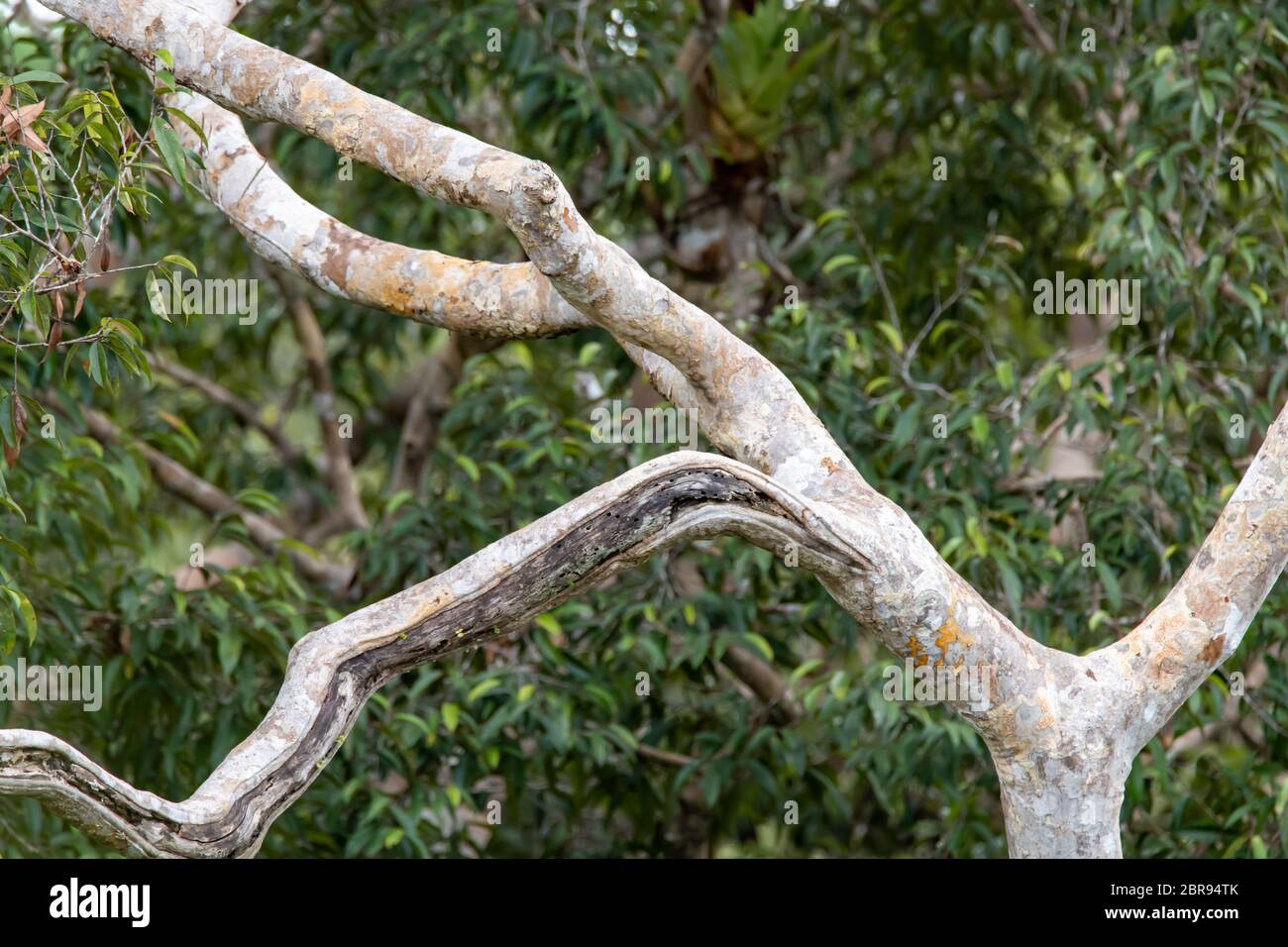 Treescape de la forêt tropicale péruvienne de l'Amazonie Banque D'Images