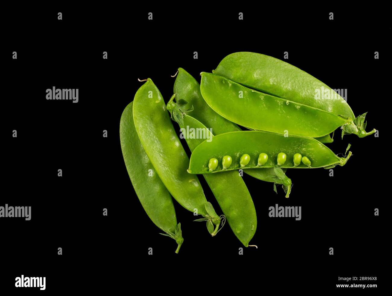 Snow pois, Pisum sativum var. saccharatum, dans un fond noir. C'est une variété de petit pois qui est mangé ensemble dans son groupe tout en verts. Banque D'Images