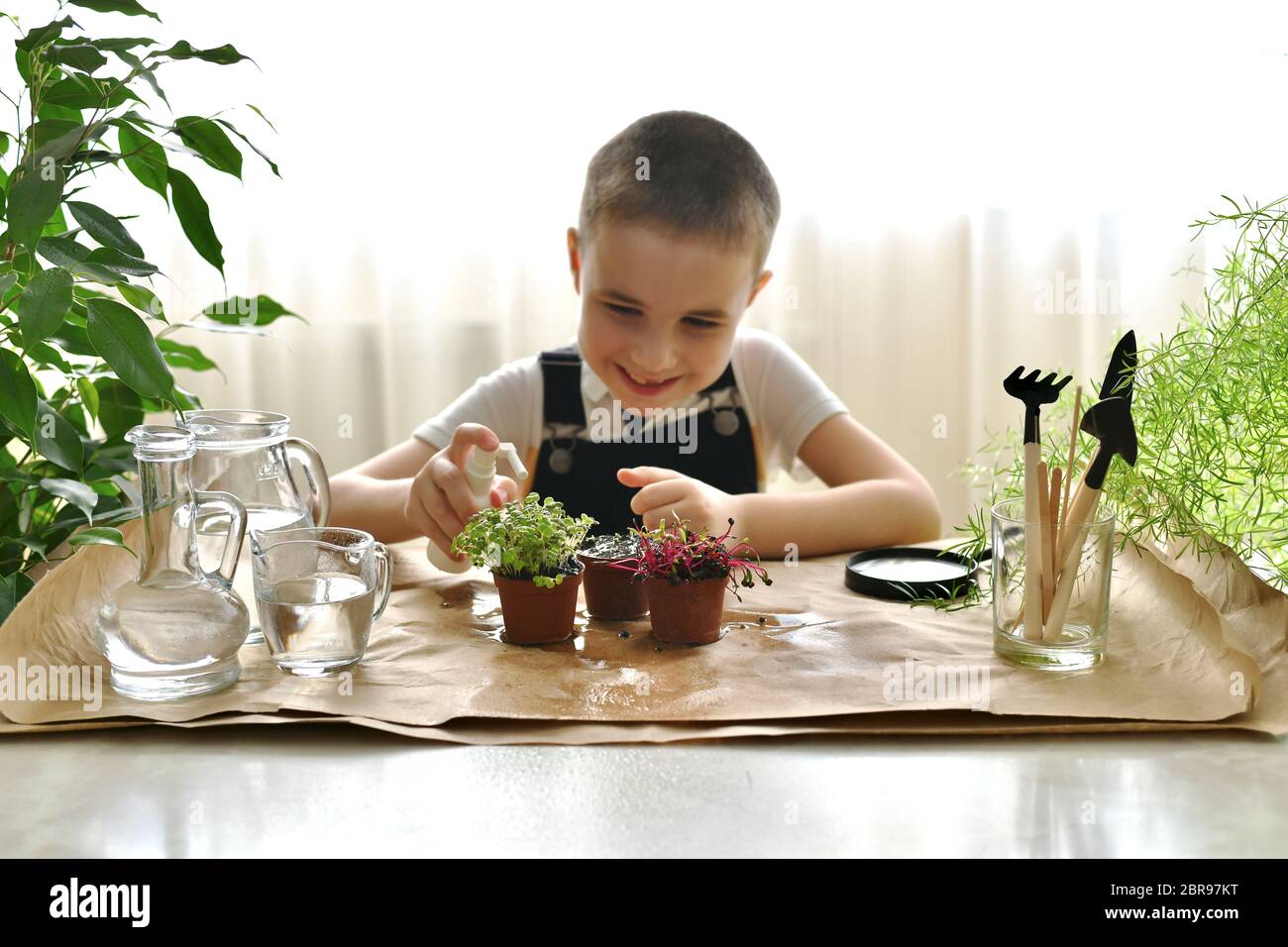 Prenez soin des micro-légumes dans les pots. L'enfant est heureux et heureux de jouer avec l'eau du spray. Banque D'Images