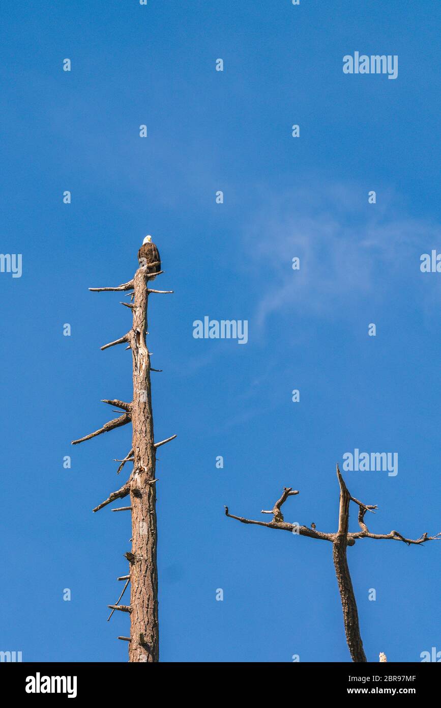 un aigle sur le dessus de l'arbre contre le ciel bleu. Banque D'Images