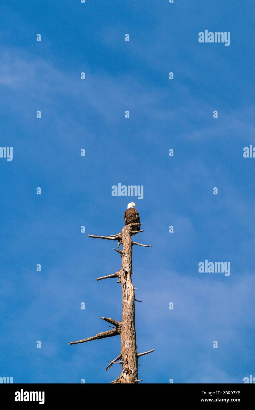 un aigle sur le dessus de l'arbre contre le ciel bleu. Banque D'Images