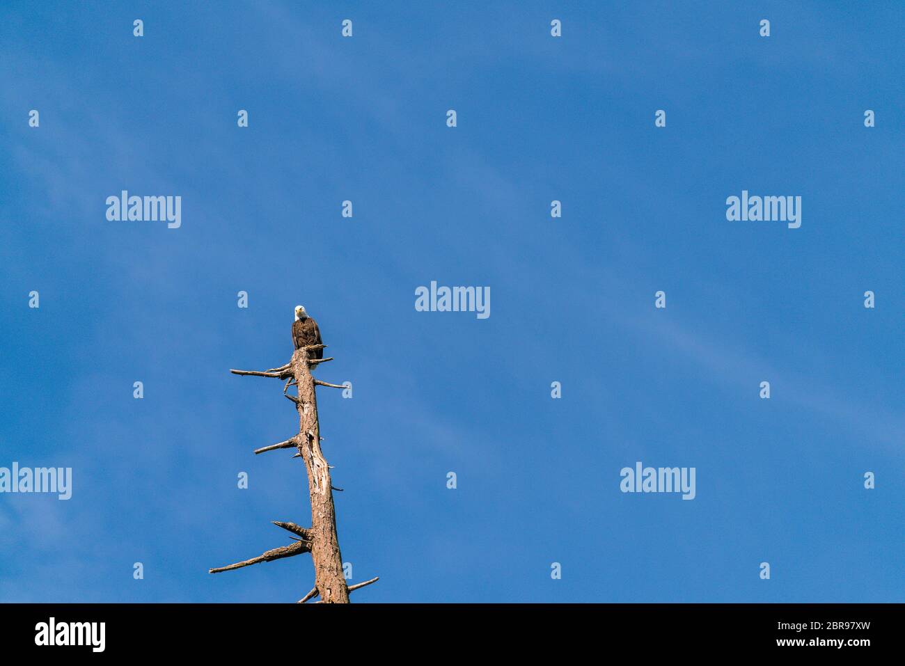 un aigle sur le dessus de l'arbre contre le ciel bleu. Banque D'Images