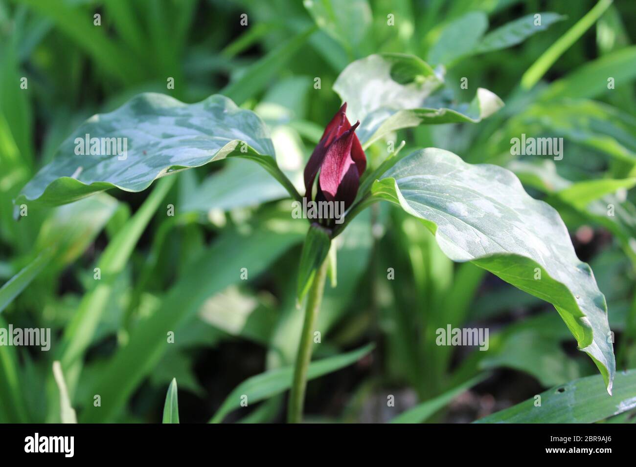 trillium des Prairies avec un soleil éclatant à Campground Road Woods, à des Plaines, Illinois Banque D'Images