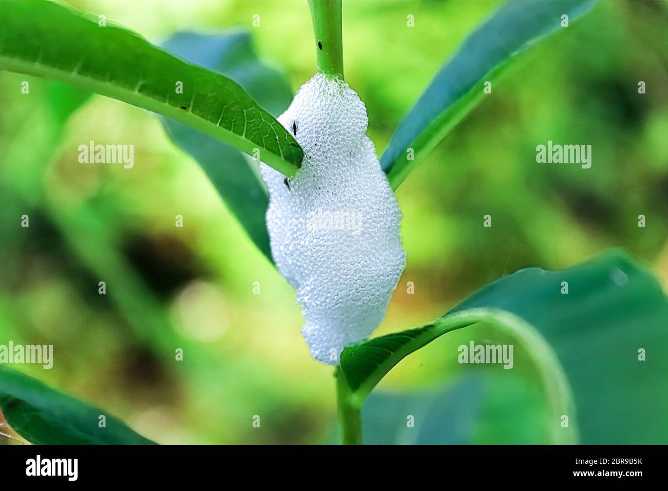 Gros plan de la mousse Spittlebug sur une plante feuillue. Banque D'Images