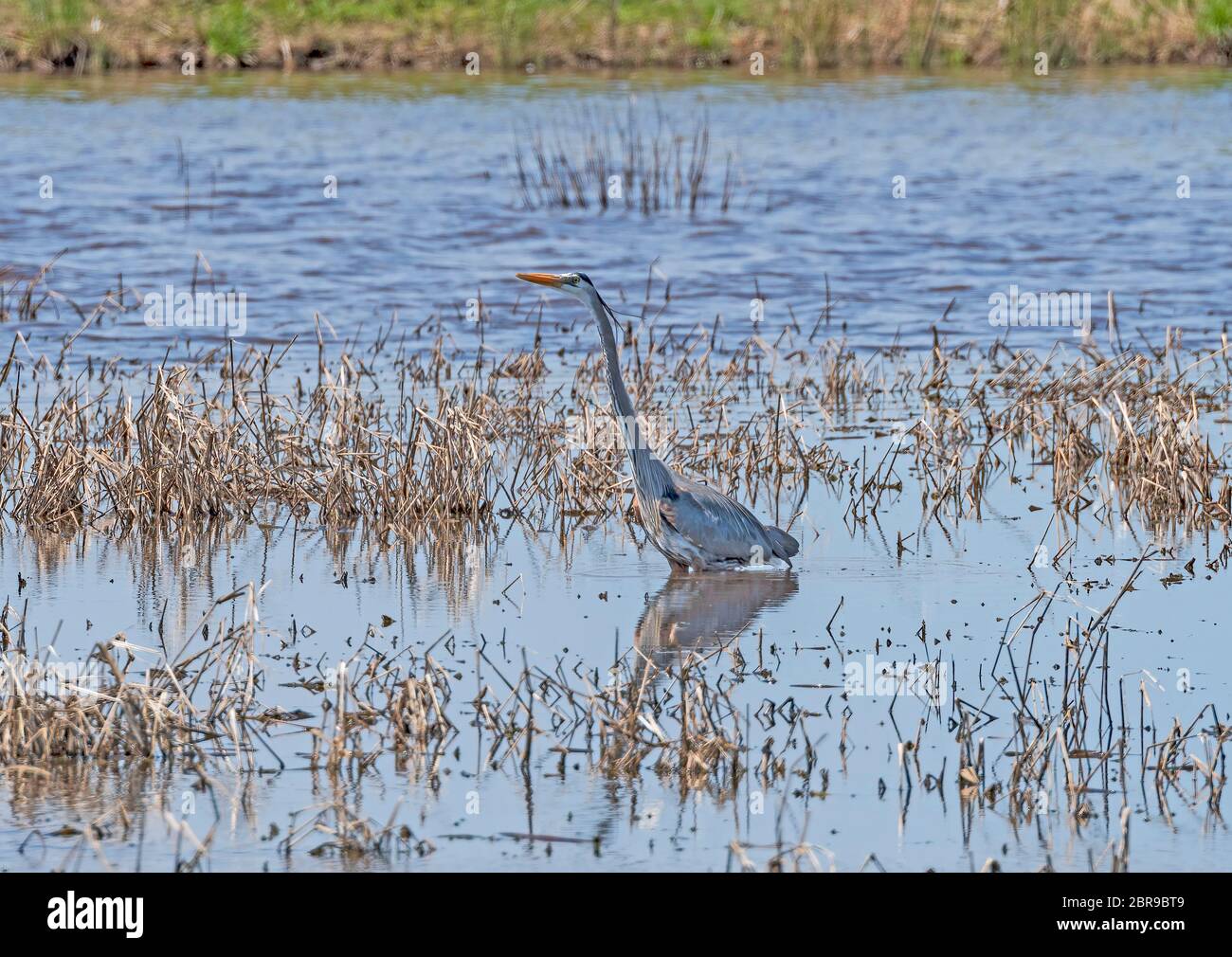 Grand héron dans un étang de marais dans la réserve naturelle nationale de Blackwater dans le Maryland Banque D'Images