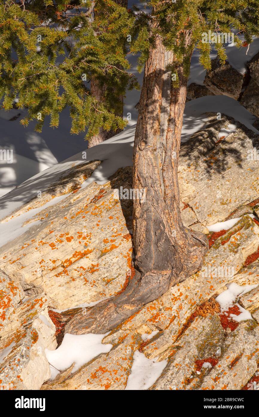 WY04506-00...WYOMING - arbre aux racines profondes dans un grand rocher de travertin sous la montagne de Terrace dans le parc national de Yellowstone. Banque D'Images