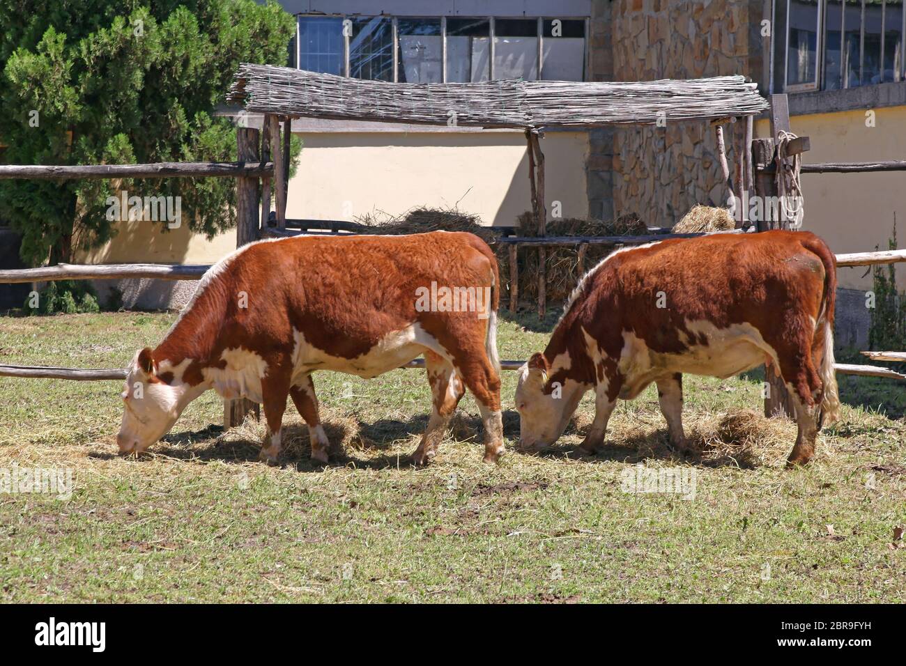 Brown deux vaches qui paissent à l'extérieur de la ferme Banque D'Images