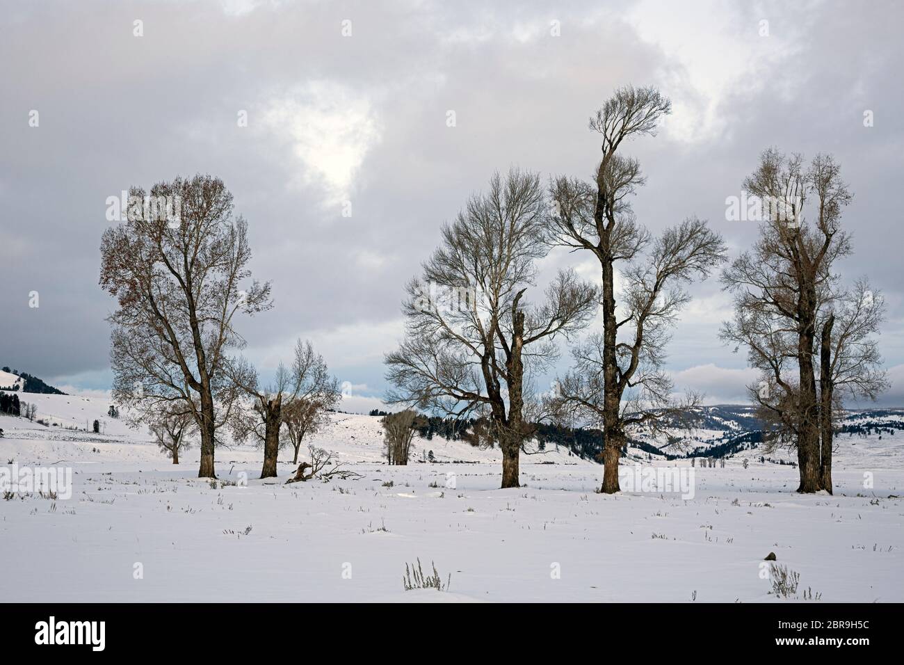WY04524-00...WYOMING - Dawn dans la neige couverte Lamar Valley près d'un peuplement de cotonwood dans le parc national de Yellowstone. Banque D'Images