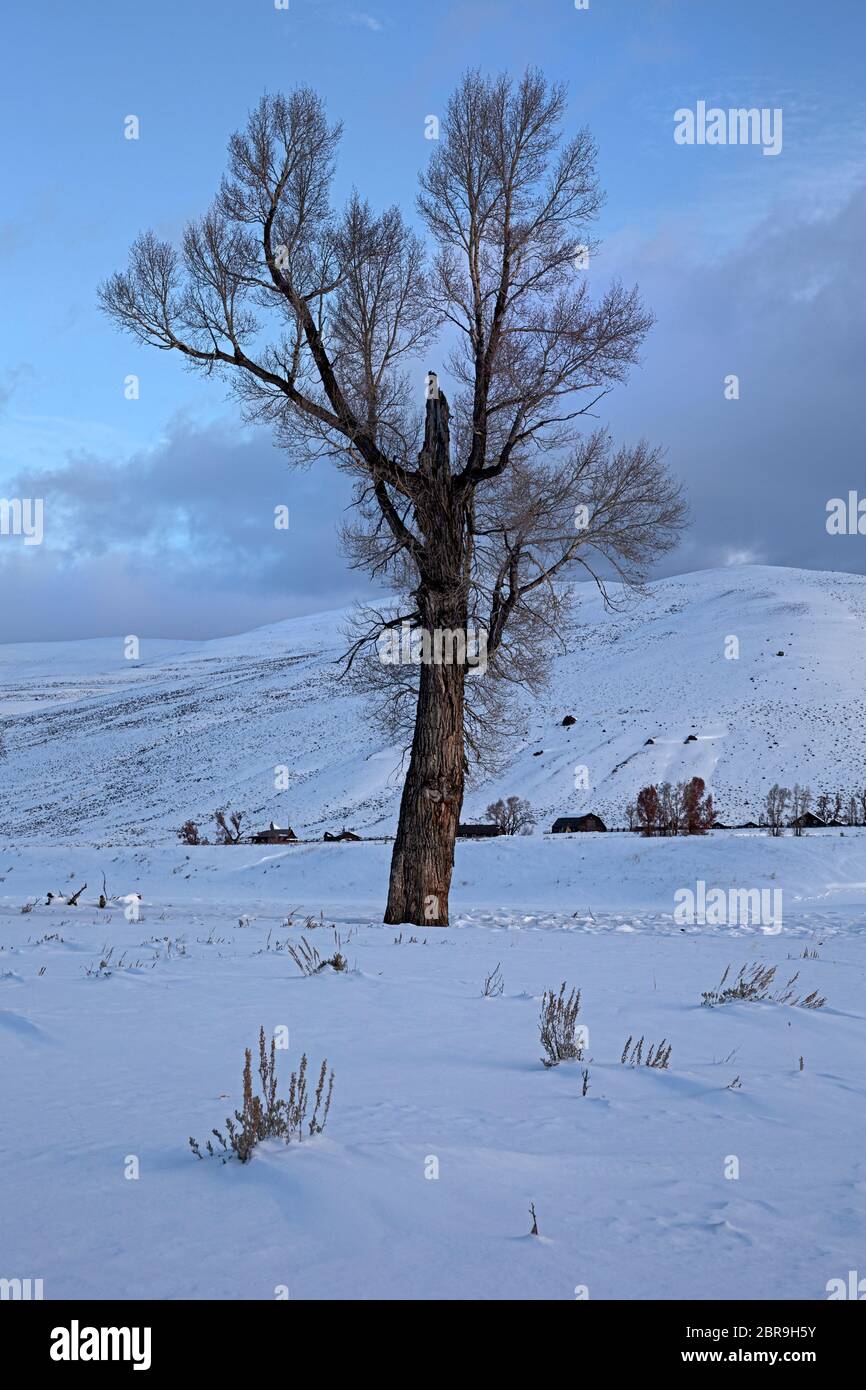 WY04525-00...WYOMING - UN arbre en bois de coton à l'aube dans la vallée de Lamar près de Buffalo Ranch dans le parc national de Yellowstone. Banque D'Images