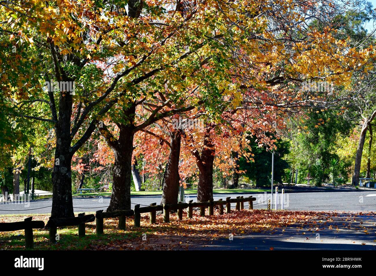 Arbres dans un parc un barrage de Warragamba à l'ouest de Sydney, Australie Banque D'Images