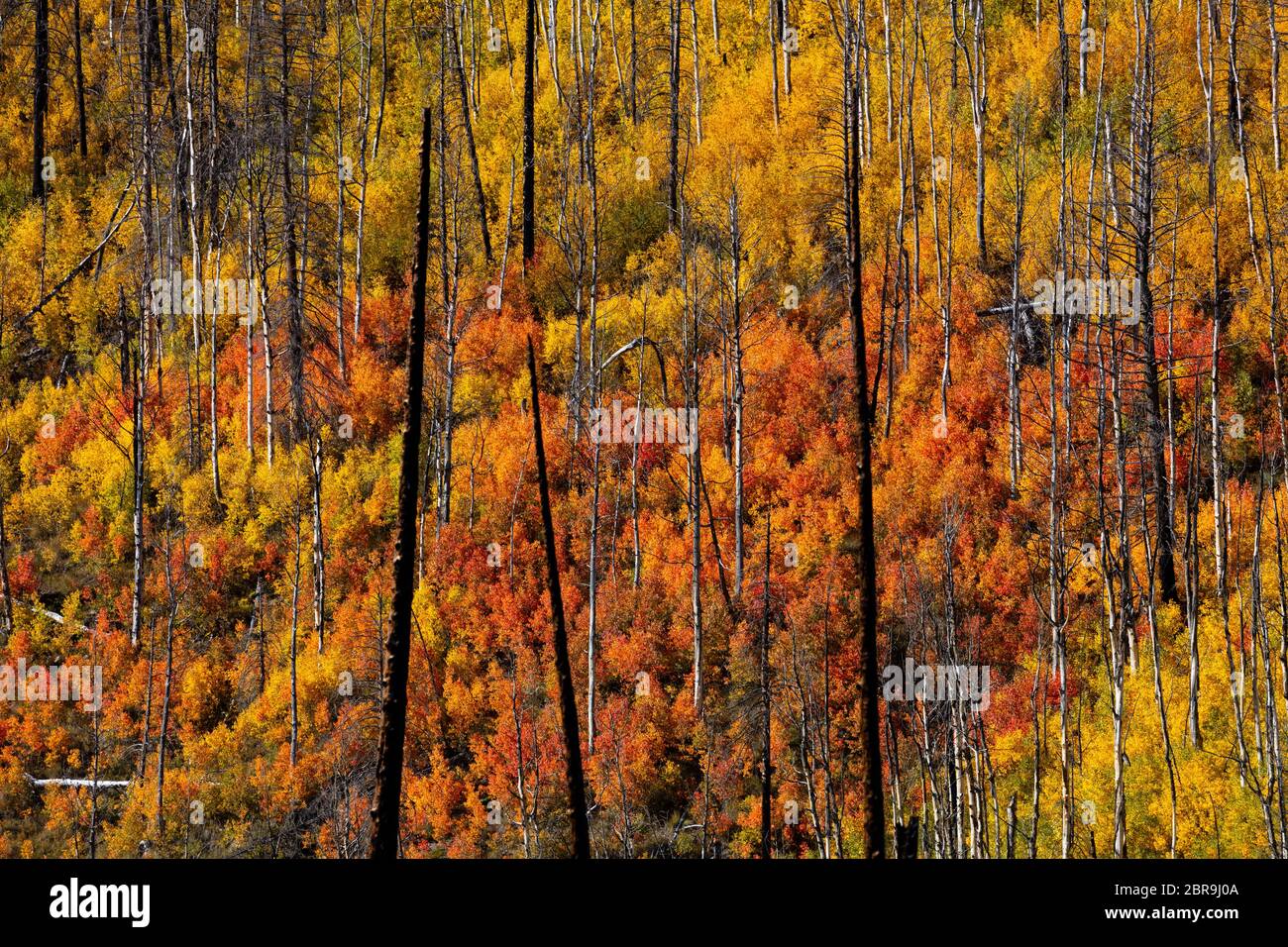 Après Le Feu, Hope Creek, Rio Grande National Forest, San Juan Mountains, Colorado Banque D'Images