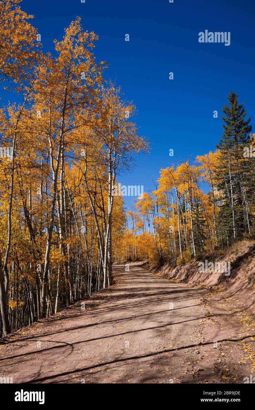 Aspen arbres en automne le long de la boucle de baccalauréat, Creede, Colorado Banque D'Images