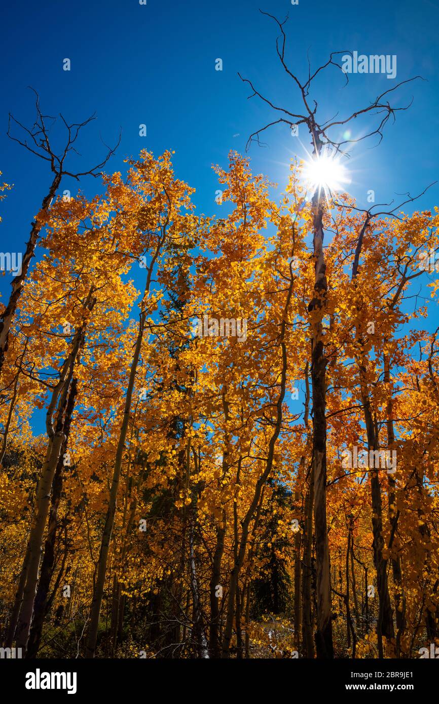 Sunburst et les tremble rétroéclairés en automne le long de la boucle Bachelor, Creede, Colorado Banque D'Images