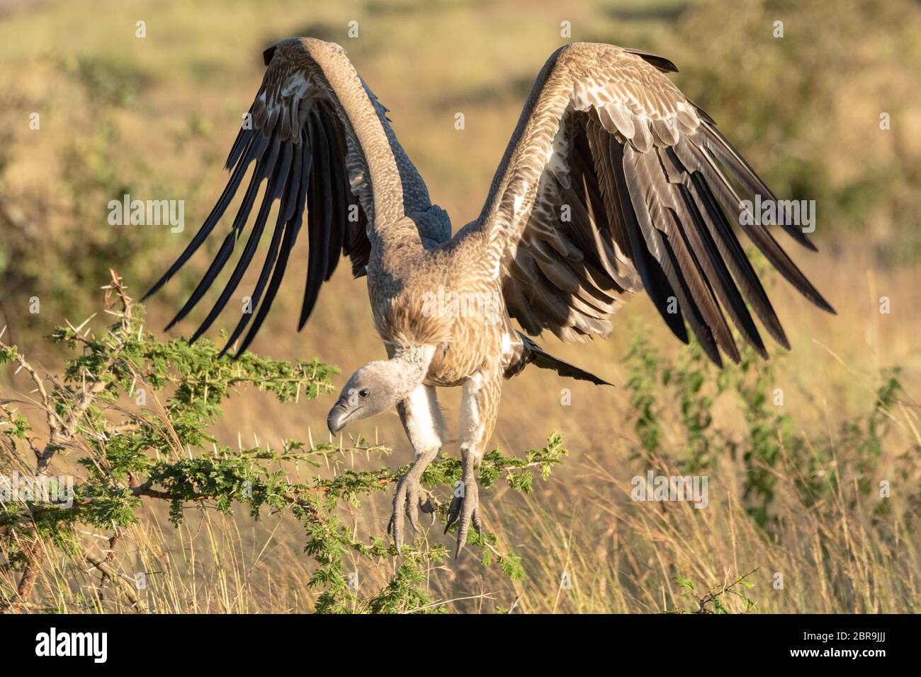 Vautour africain se plie à la terre des ailes Banque D'Images