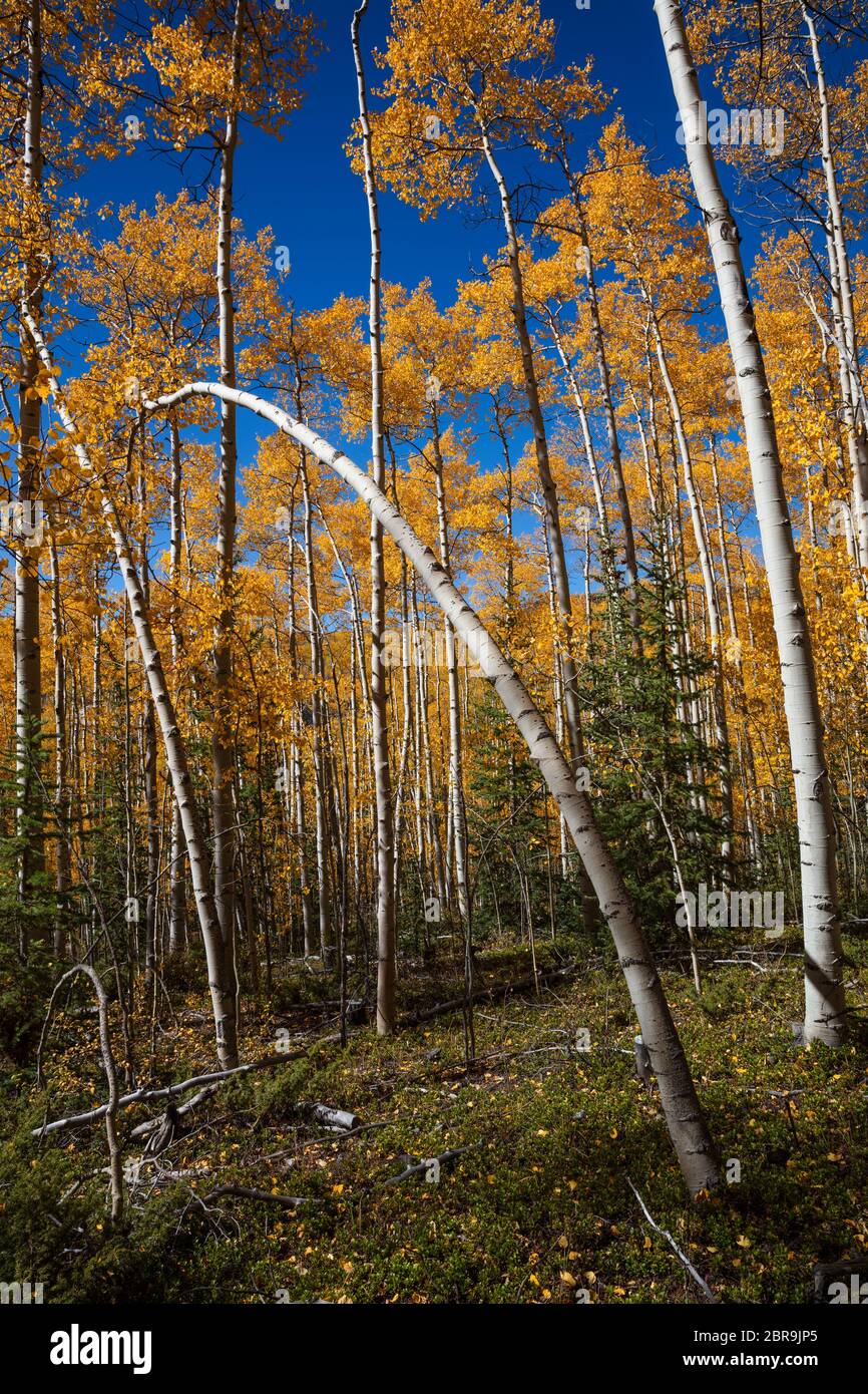 Aspen arbres en automne le long de la boucle de baccalauréat, Creede, Colorado Banque D'Images