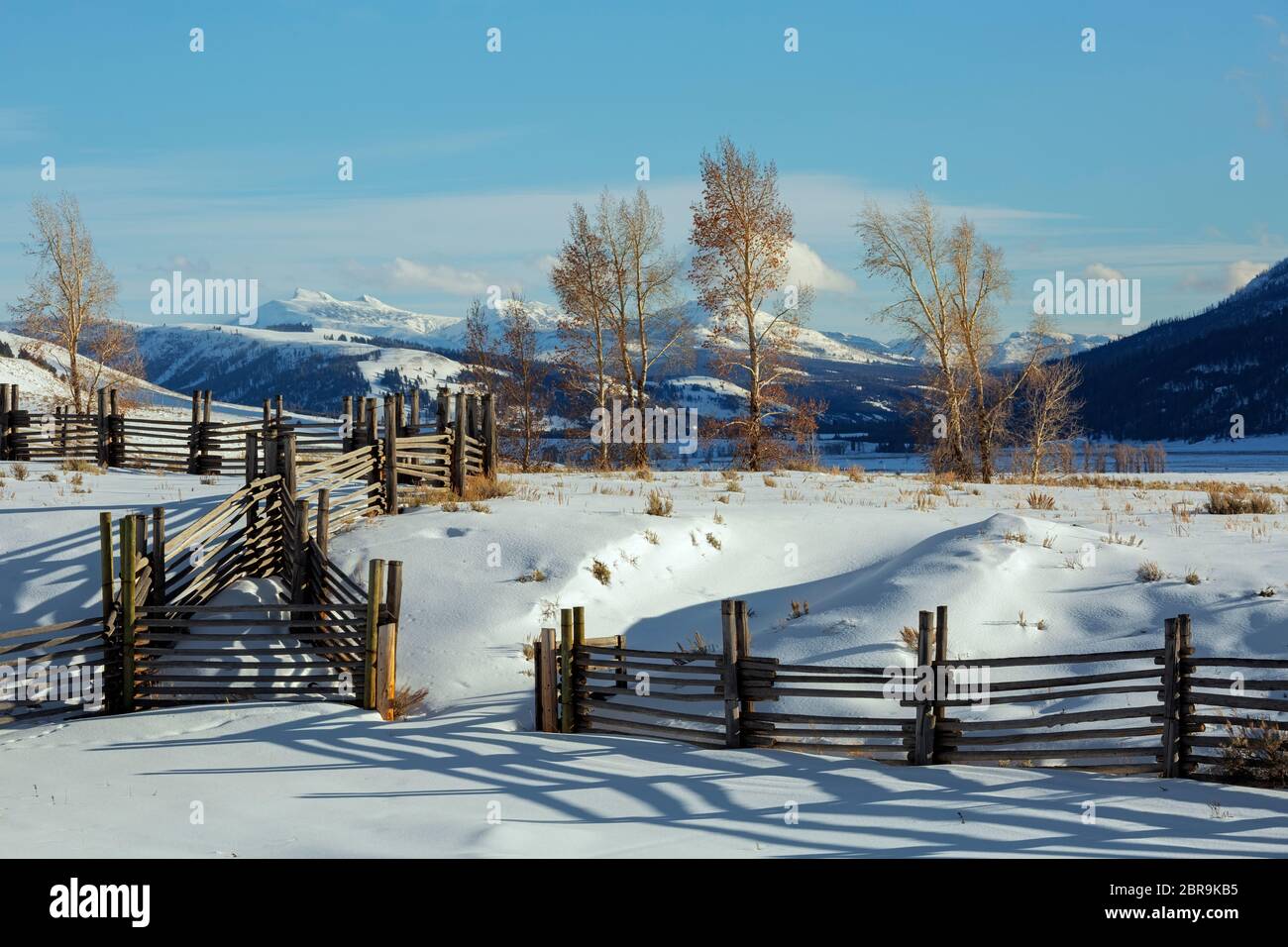 WY04545-00...WYOMING - arbres et corrals en bois de coton au Buffalo Ranch couvert de neige dans le parc national de Lamar Valley of Yellowstone. Banque D'Images