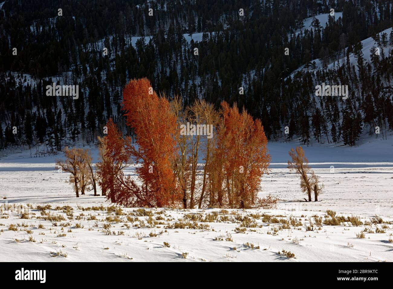 WY04547-00...WYOMING - UN groupe d'épinodes dans la vallée de Lamar du parc national de Yellowstone. Banque D'Images