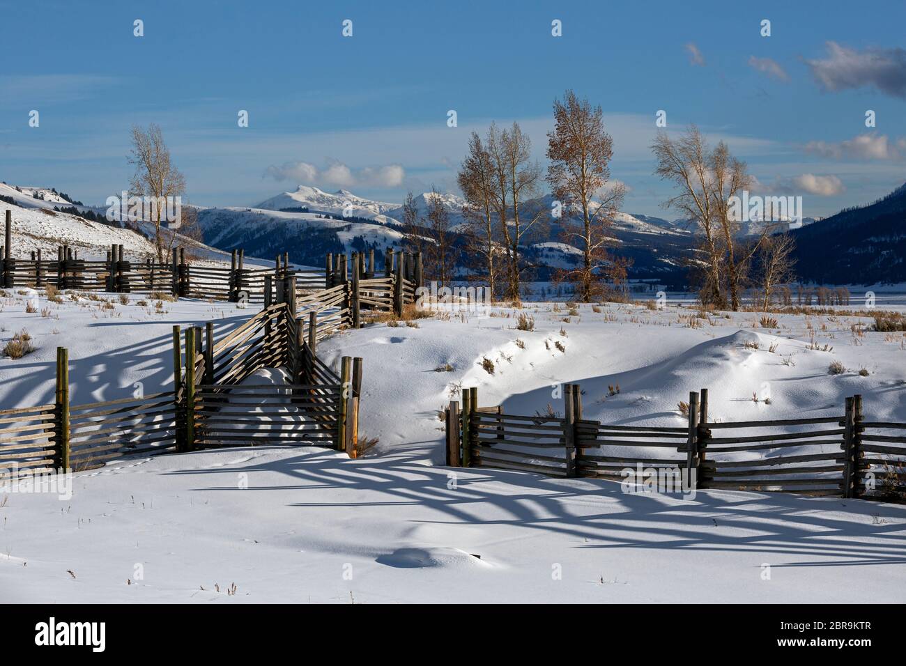 WY04548-00...WYOMING - les arbres et les coraux d'Aspen au Buffalo Ranch couvert de neige dans le parc national de Lamar Valley of Yellowstone. Banque D'Images