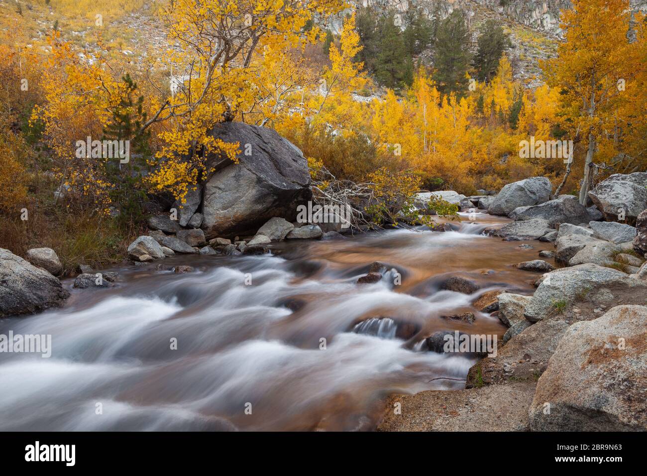 Le peuplier faux-tremble doré en automne le long de Bishop Creek, Sierra Nevada Mountains, Californie Banque D'Images