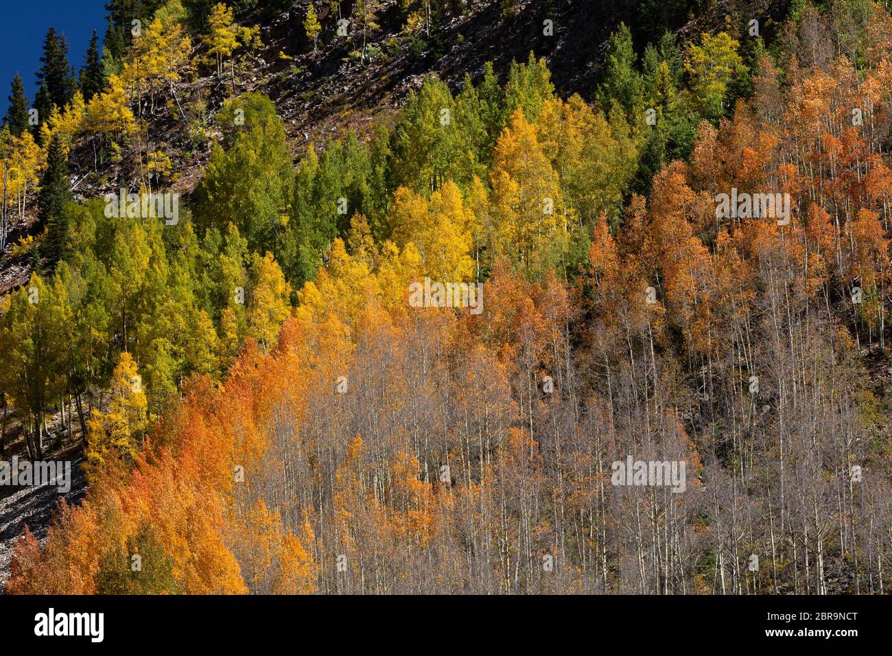 Arbres à Aspen changeant de couleur en automne, San Juan Skyway, San Juan Mountains, San Juan County, Colorado Banque D'Images