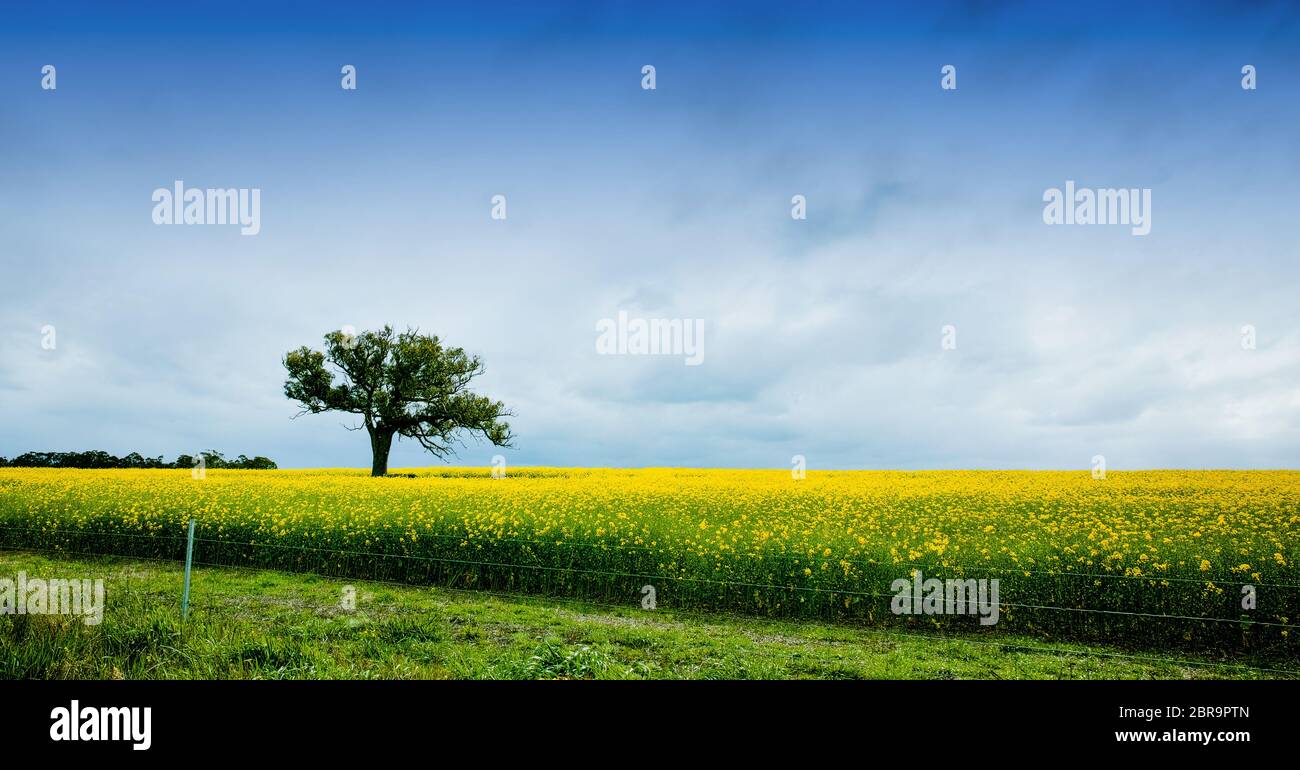 Un arbre isolé dans un champ de canola Banque D'Images