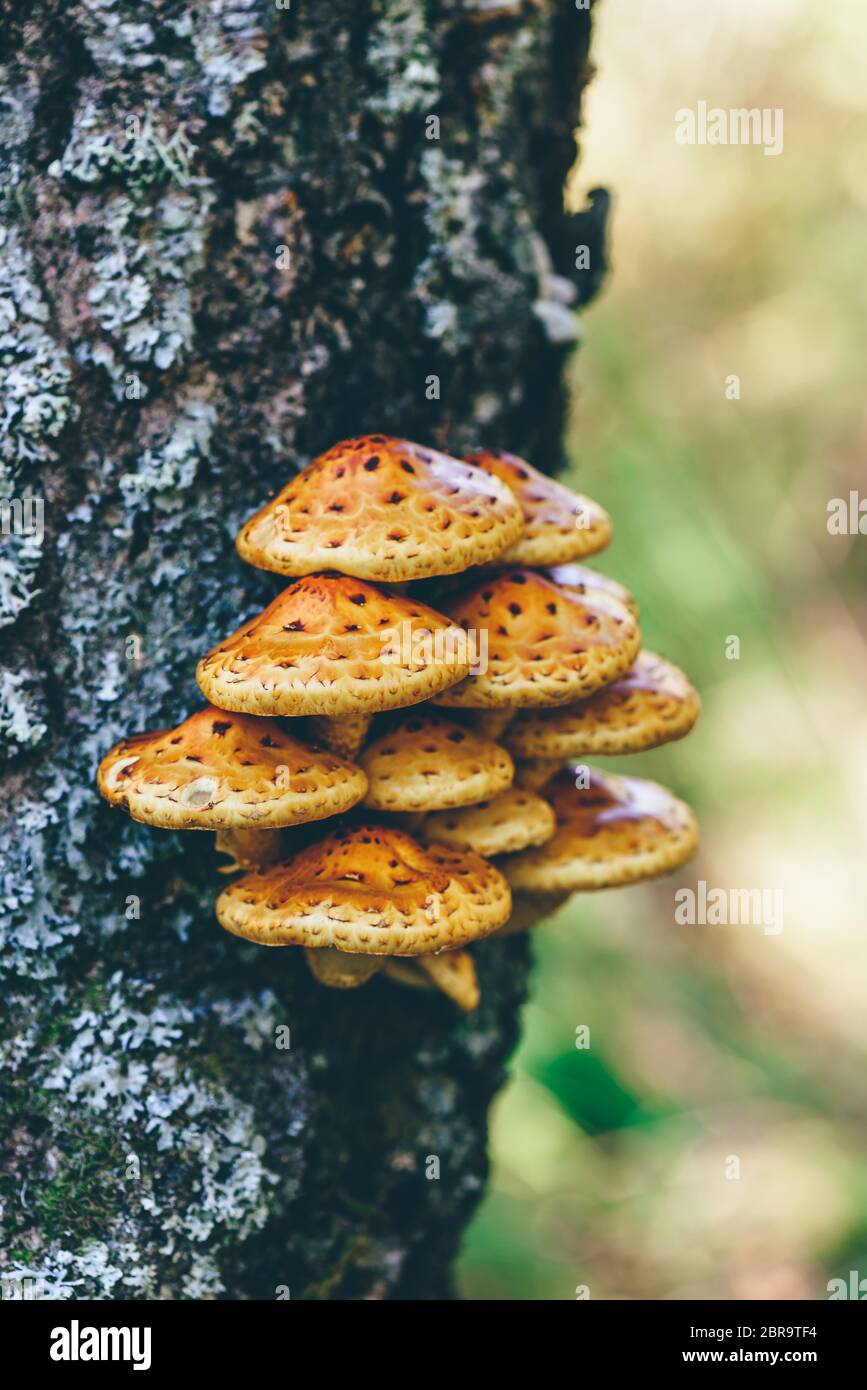Pholiota aurivella champignons sur un bouleau dans la forêt d'automne Banque D'Images