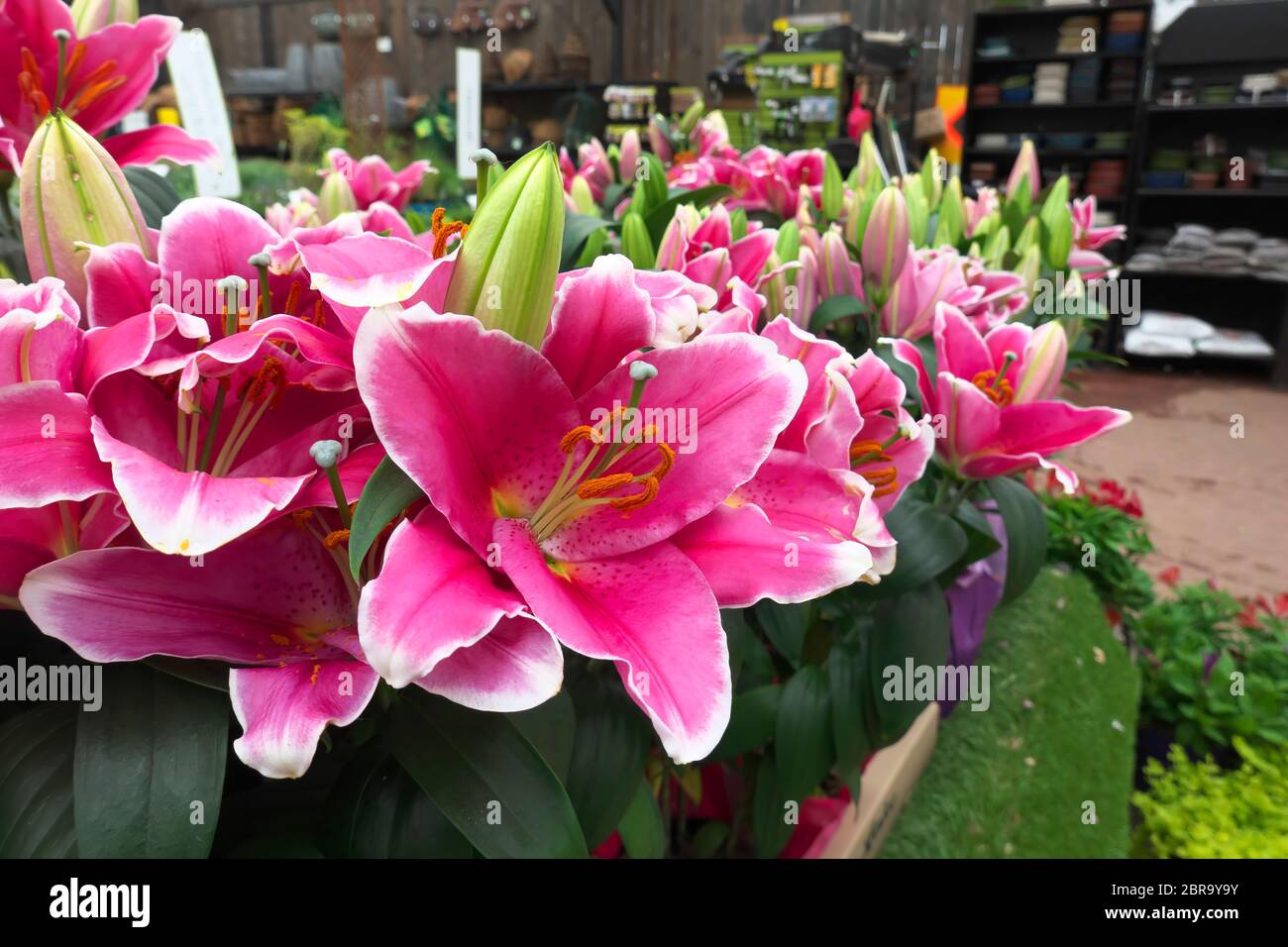 Lilas orientales Stargazer (Lilium'Stargazer') exposées dans un jardin. Banque D'Images