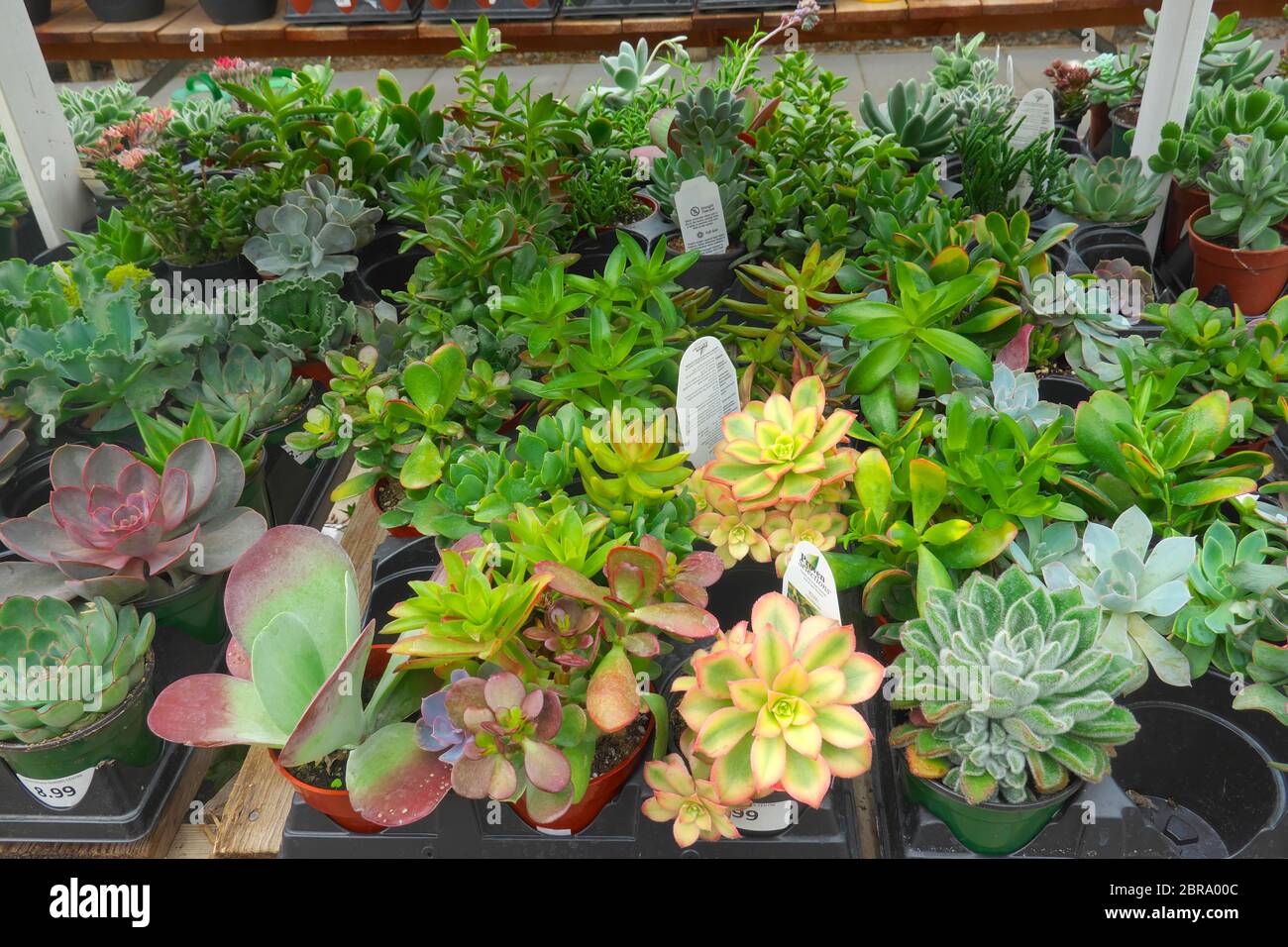 Sélection de plantes succulentes (plantes succulentes) offertes à la vente dans un centre de jardin. Banque D'Images
