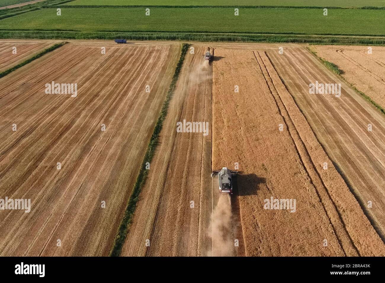 La récolte à la moissonneuse-batteuse de l'orge. Strada sur le terrain Banque D'Images