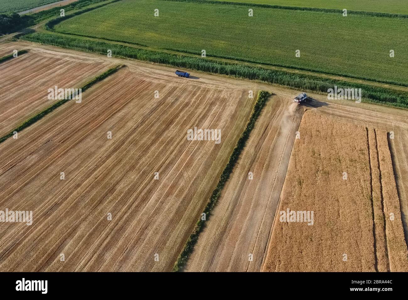 La récolte à la moissonneuse-batteuse de l'orge. Strada sur le terrain Banque D'Images