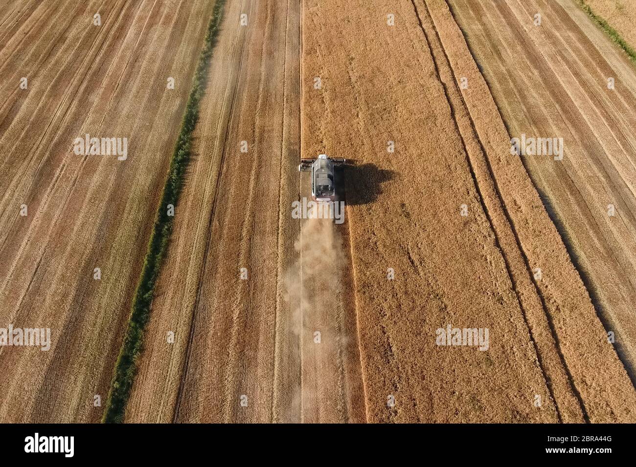 La récolte à la moissonneuse-batteuse de l'orge. Strada sur le terrain Banque D'Images