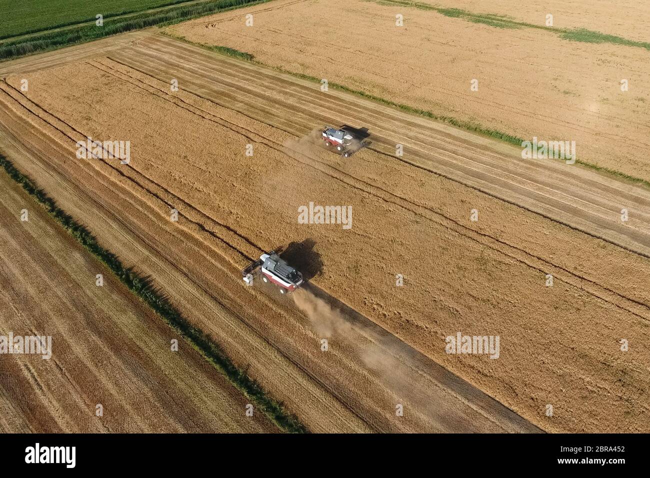 La récolte à la moissonneuse-batteuse de l'orge. Strada sur le terrain Banque D'Images