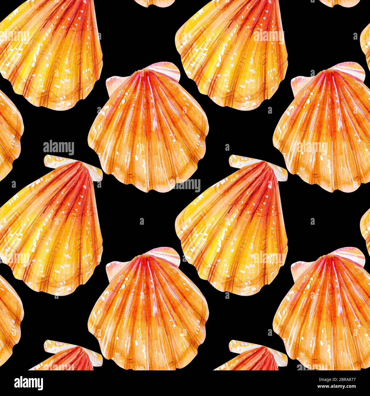 Jaune Transparente les pétoncles. Mollusque bivalve Pectinidae beige sur un  fond noir. Nature de l'océan mondial. La saison d'été Photo Stock - Alamy