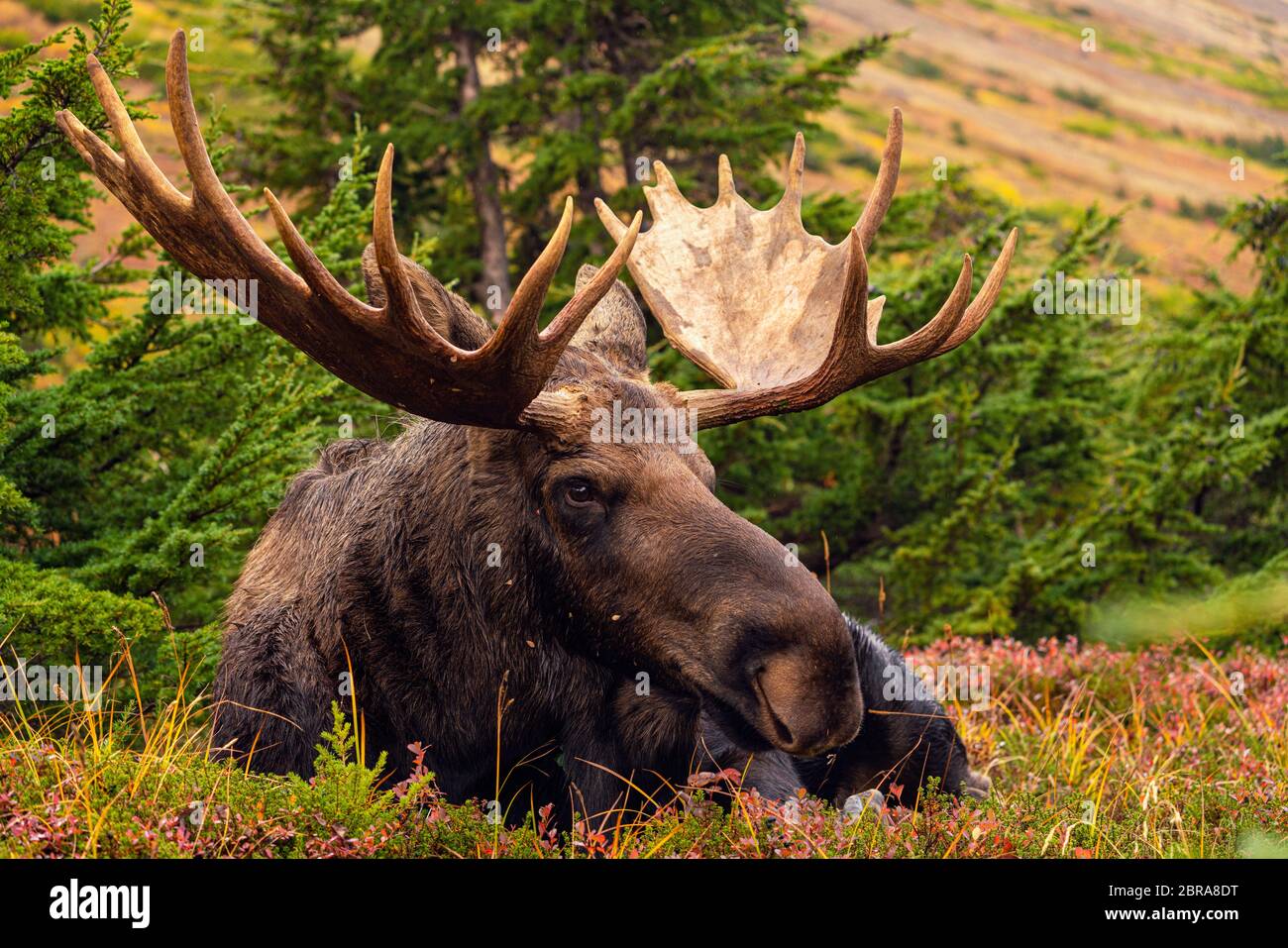 Bull Moose ponte Banque D'Images