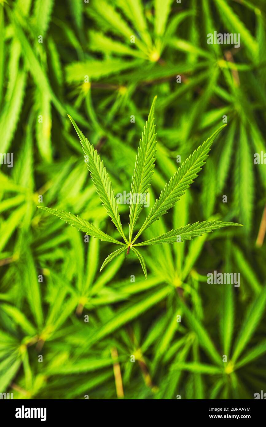 Cannabis Marijuana feuilles. Vue d'en haut. Banque D'Images