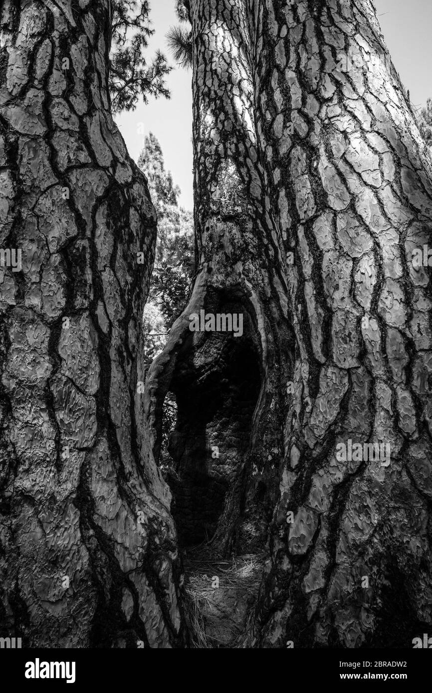 Conifères brûlés par un feu de forêt sur l'île de Tenerife. La série complète est disponible auprès du détenteur des droits d'auteur. Banque D'Images