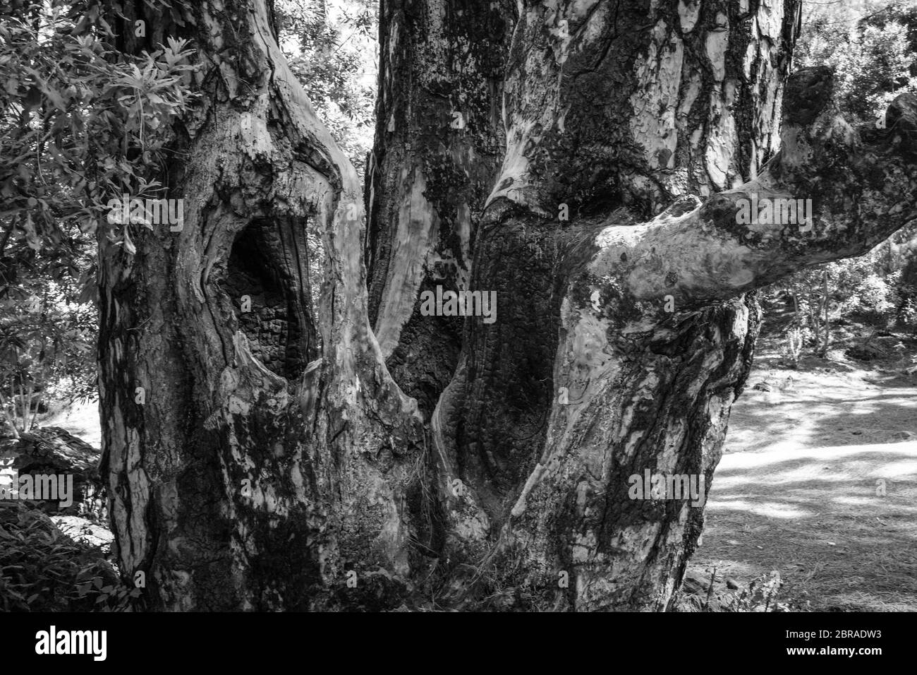 Conifères brûlés par un feu de forêt sur l'île de Tenerife. La série complète est disponible auprès du détenteur des droits d'auteur. Banque D'Images