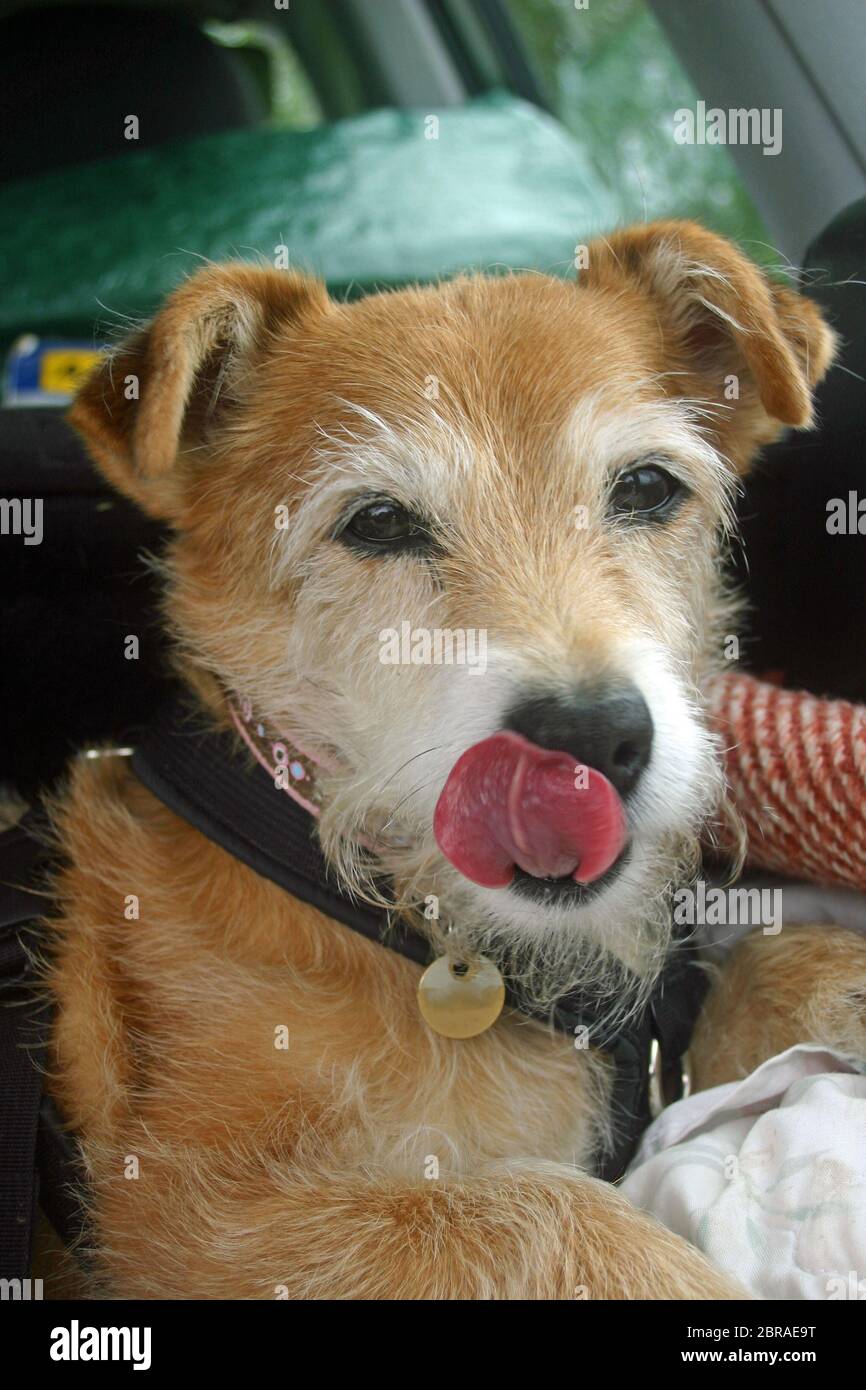 Jack russel yorkshire terrier cross Banque de photographies et d'images à  haute résolution - Alamy