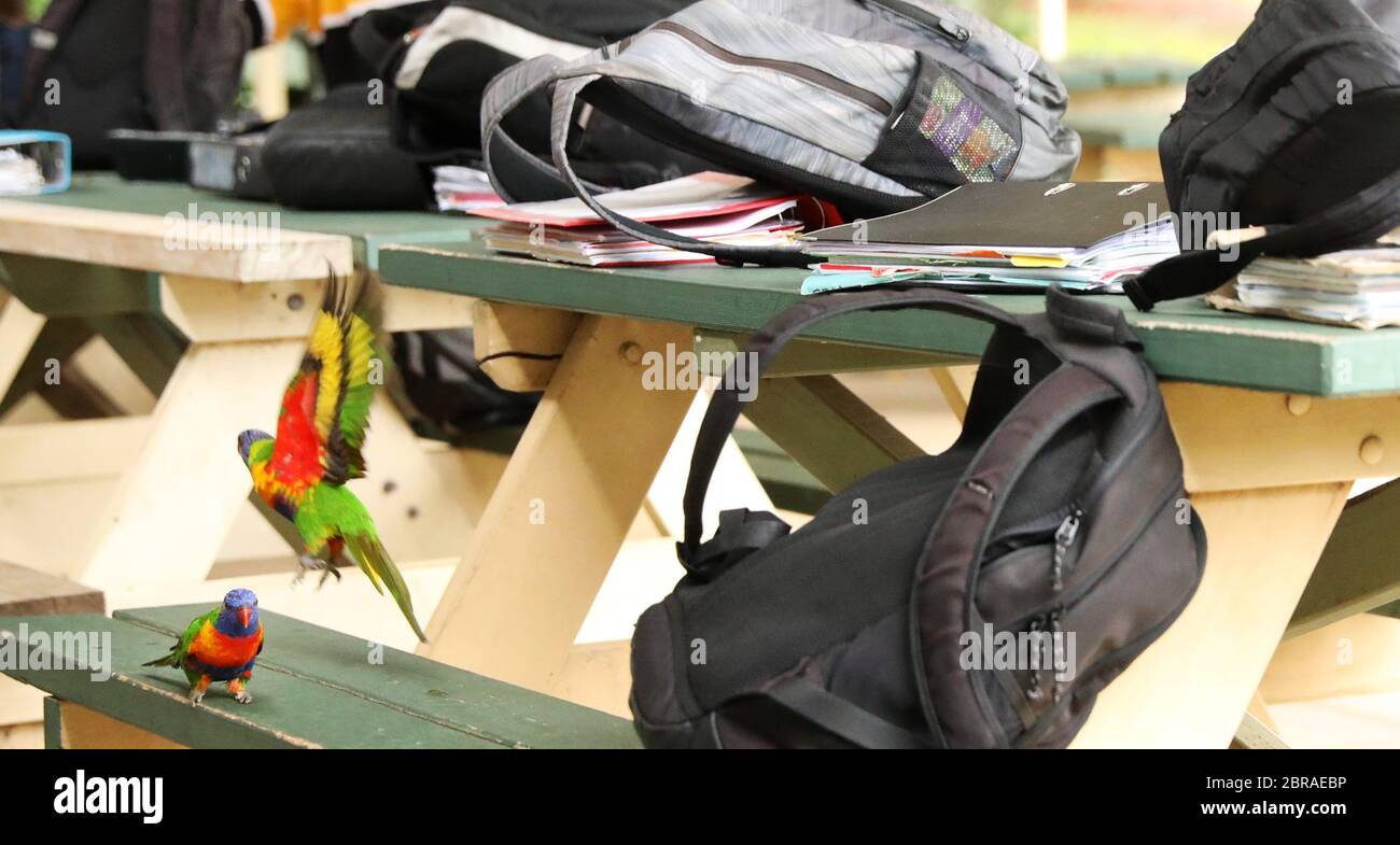 Une paire de perroquets australiens arc-en-ciel Lorikeet à une table d'école secondaire couverte de sacs à dos et de sacs d'école. Les étudiants étudient les dossiers et les notes de révision a Banque D'Images