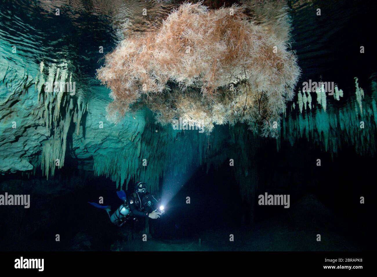 Sidemount plongeur technique nageant autour de formations de calcaire uniques dans le cenote Dreamgate au Mexique. Banque D'Images