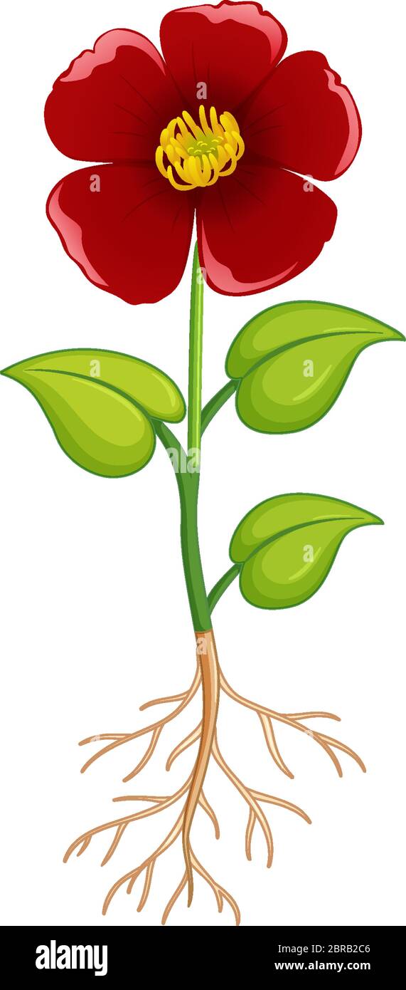 fleur-et-racines-banque-d-images-vectorielles-alamy