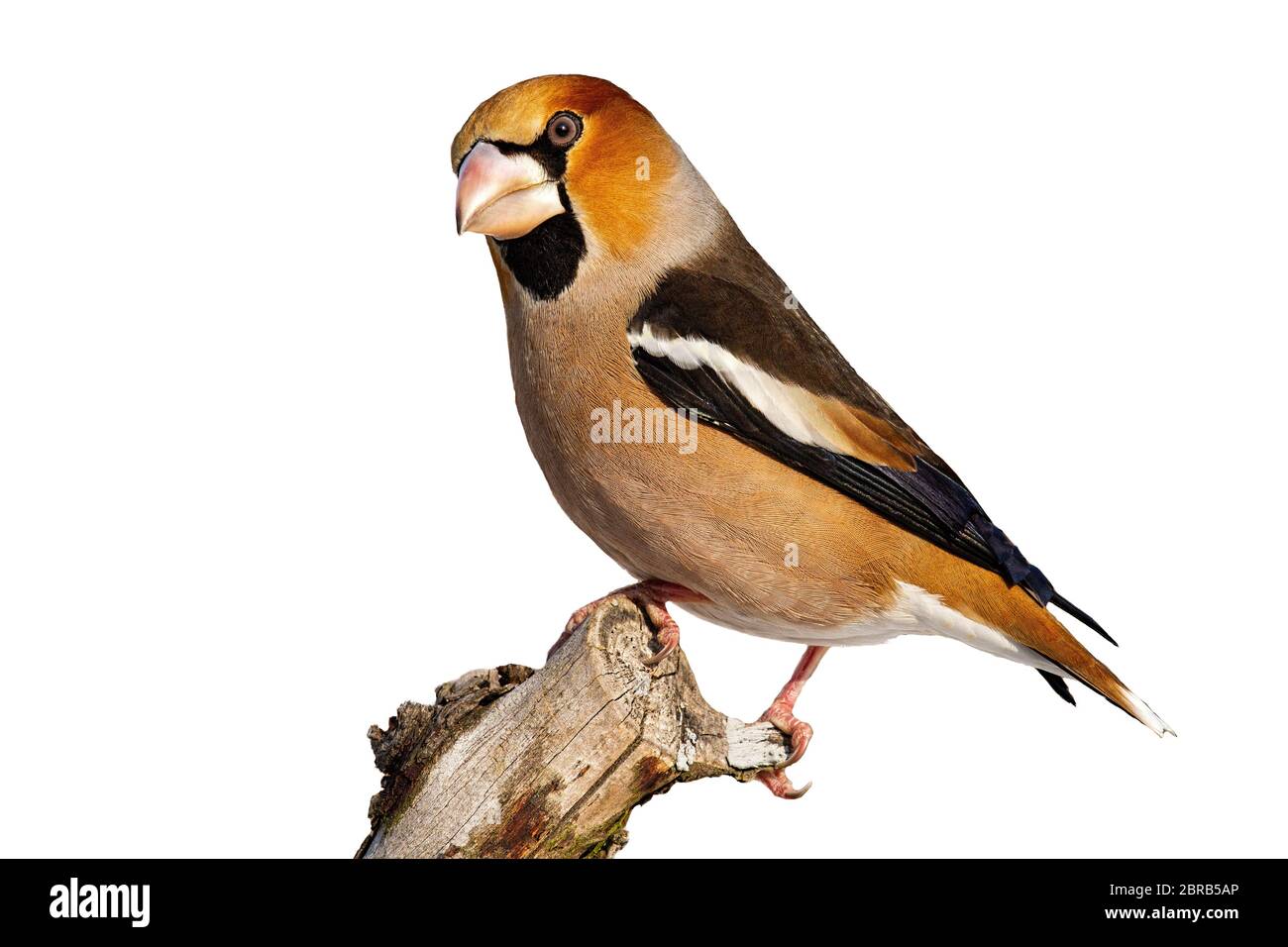 Vue de côté, Coccothraustes coccothraustes hawfinch mâle, assis sur une branche en hiver isolé sur blanc. Découper le jardin coloré oiseau avec de solides b Banque D'Images