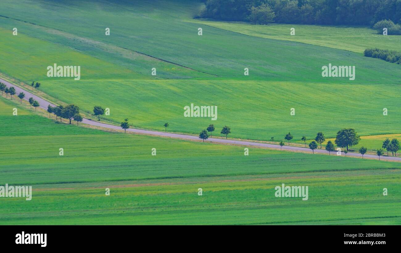 Paysage de champ vert avec route et ligne d'arbres sur le soleil printemps été jour à l'extérieur. Belle campagne paysage de champs de prairie dans les collines Banque D'Images