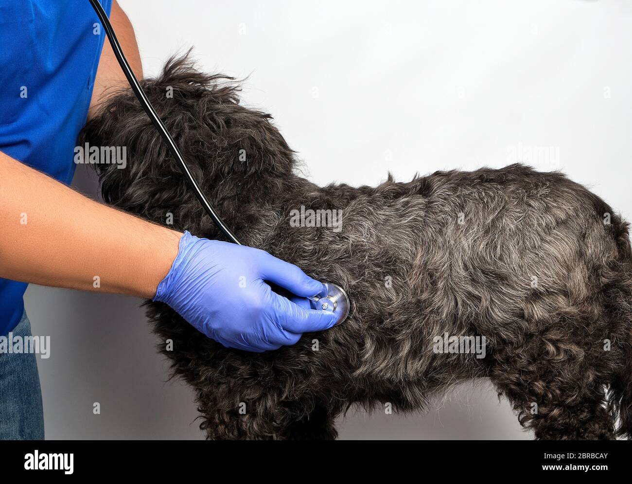 Vétérinaire dans un uniforme bleu bugs la pulsation d'un moelleux, chien noir concept de traiter les animaux à la clinique Banque D'Images